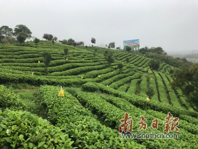 英德市茶趣园大茶壶乡村旅游景区.邓文燕 摄