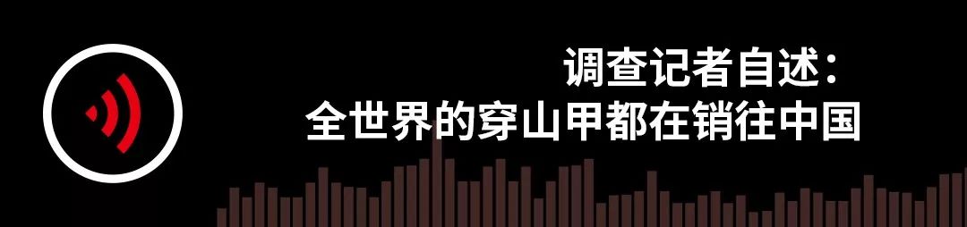 调查记者自述：全世界的穿山甲都在销往中国