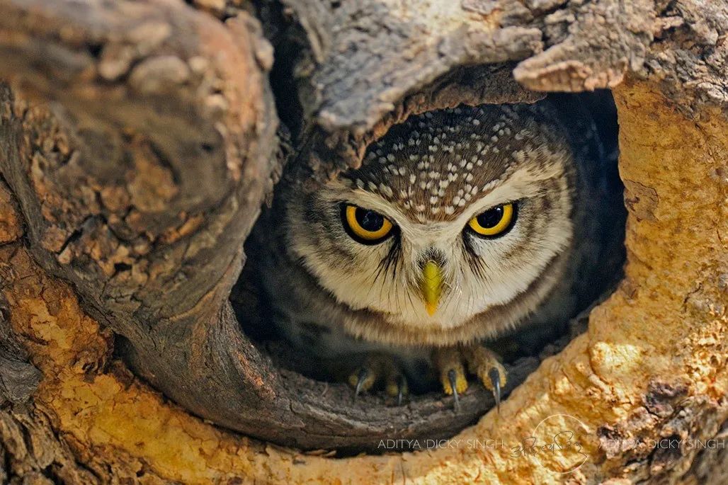 印度夫妻买下140000㎡荒地，倾家荡产就为了活命