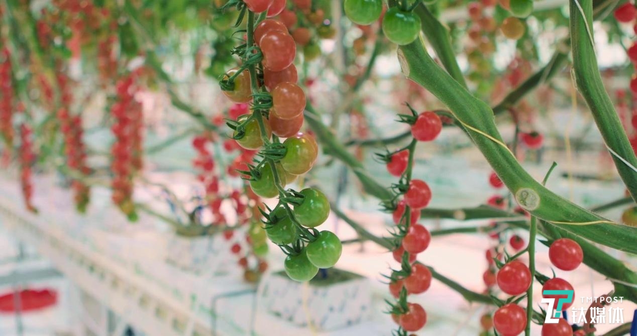 ai 温室 农业 番茄 腾讯 温度 决策 算法 农民 传感器
