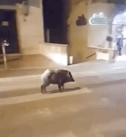 开始在街上撒欢奔跑 以前马路上都是车 现在车跟着猪 猪猪才是城市的