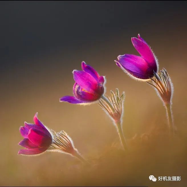 花卉摄影作品-1
