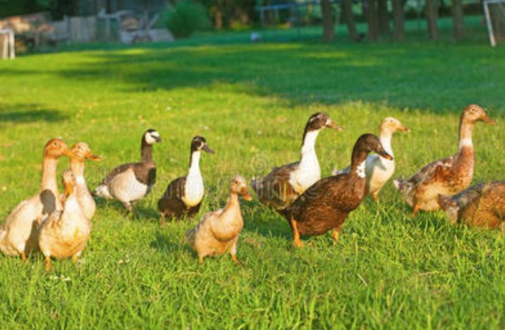 4000亿只，25年来最大蝗灾，市场三大影响