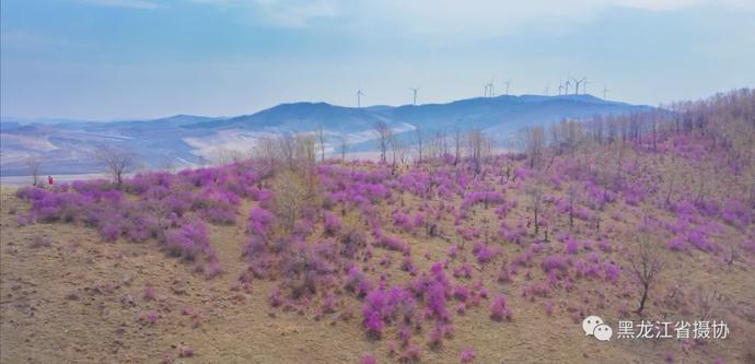 五月的鲜花，开遍龙江大地