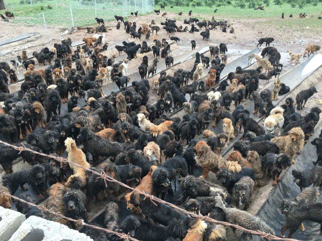 藏獒经济后遗症：当流浪狗多到开始伤人该怎么办