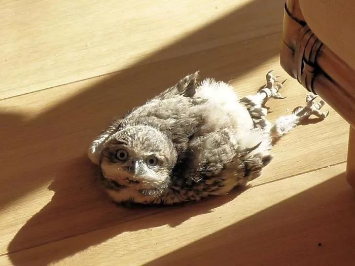 猫头鹰宝宝趴着睡觉的样子也太像猫了吧!网友:埋头大睡不憋气吗?