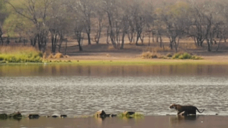 印度夫妻买下140000㎡荒地，倾家荡产就为了活命