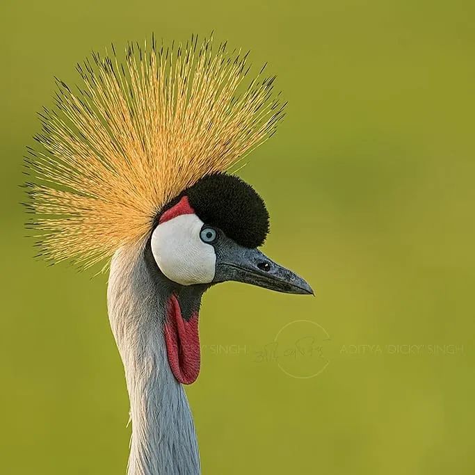 印度夫妻买下140000㎡荒地，倾家荡产就为了活命