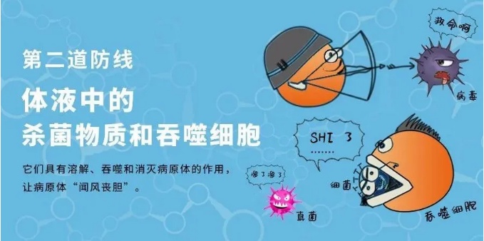 第二道防线 体液中的杀菌物质和吞噬细胞 而当病菌突破第一道防线时
