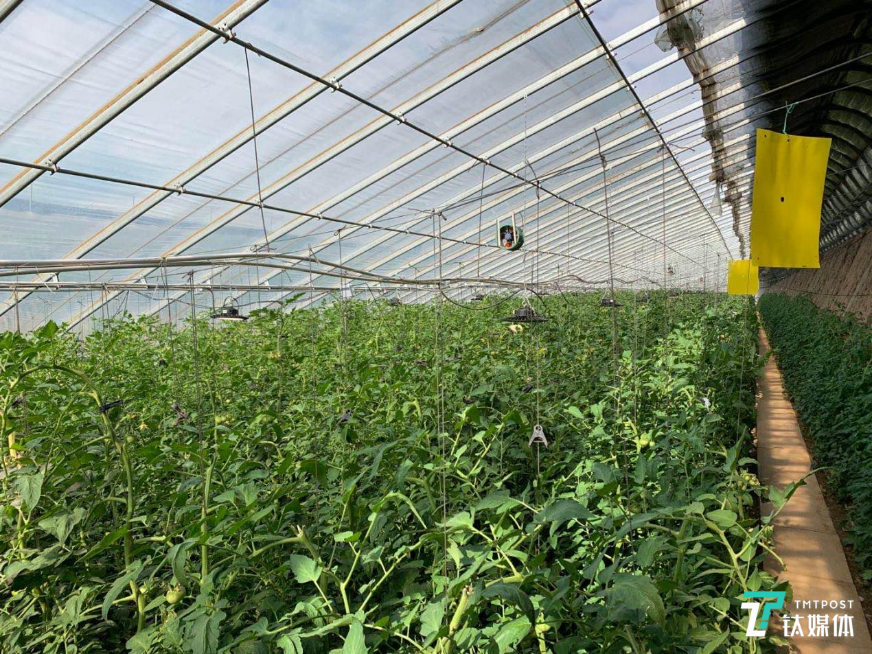 ai 温室 农业 番茄 腾讯 温度 决策 算法 农民 传感器