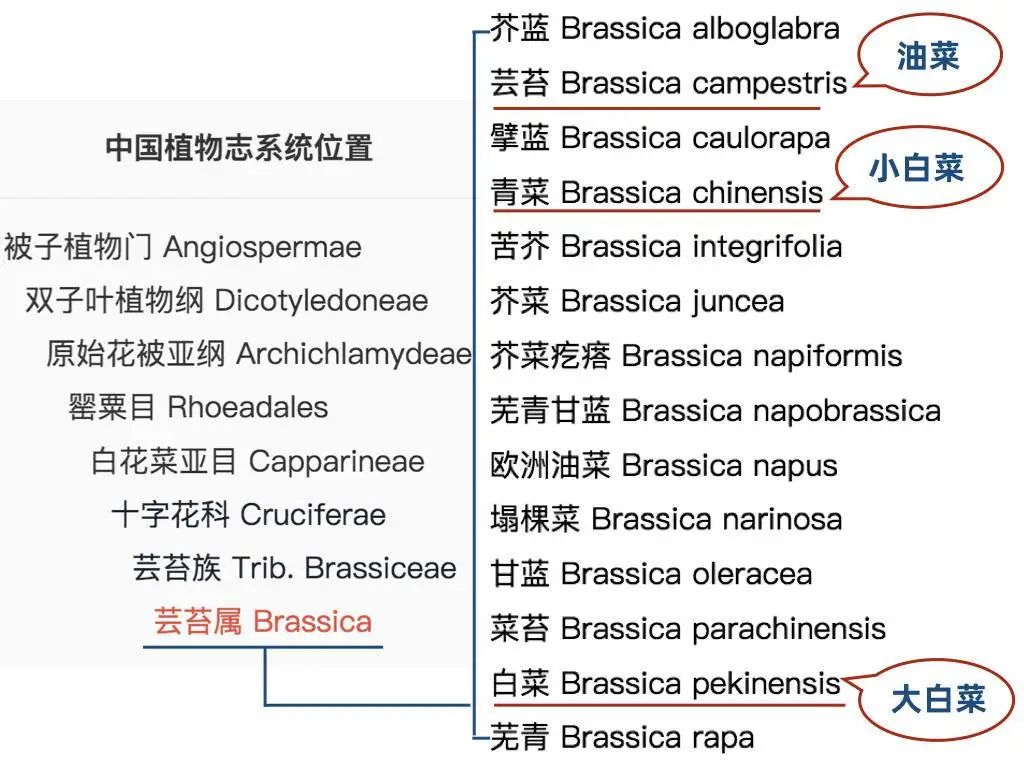 和南方人说清什么是“小白菜”真的太难了