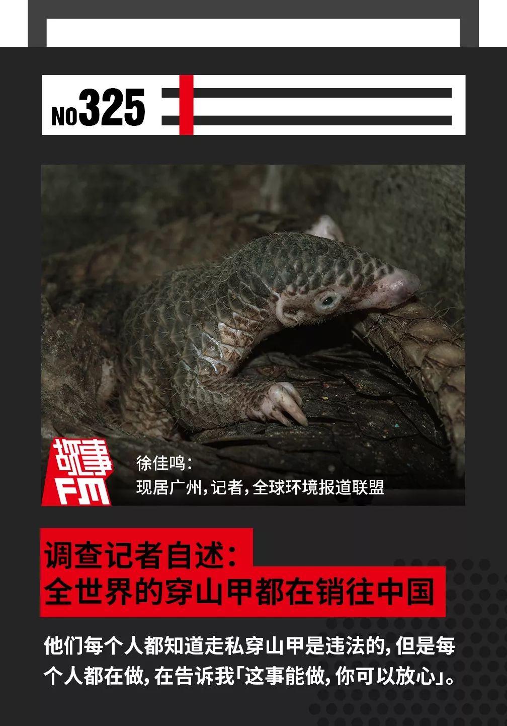 调查记者自述：全世界的穿山甲都在销往中国
