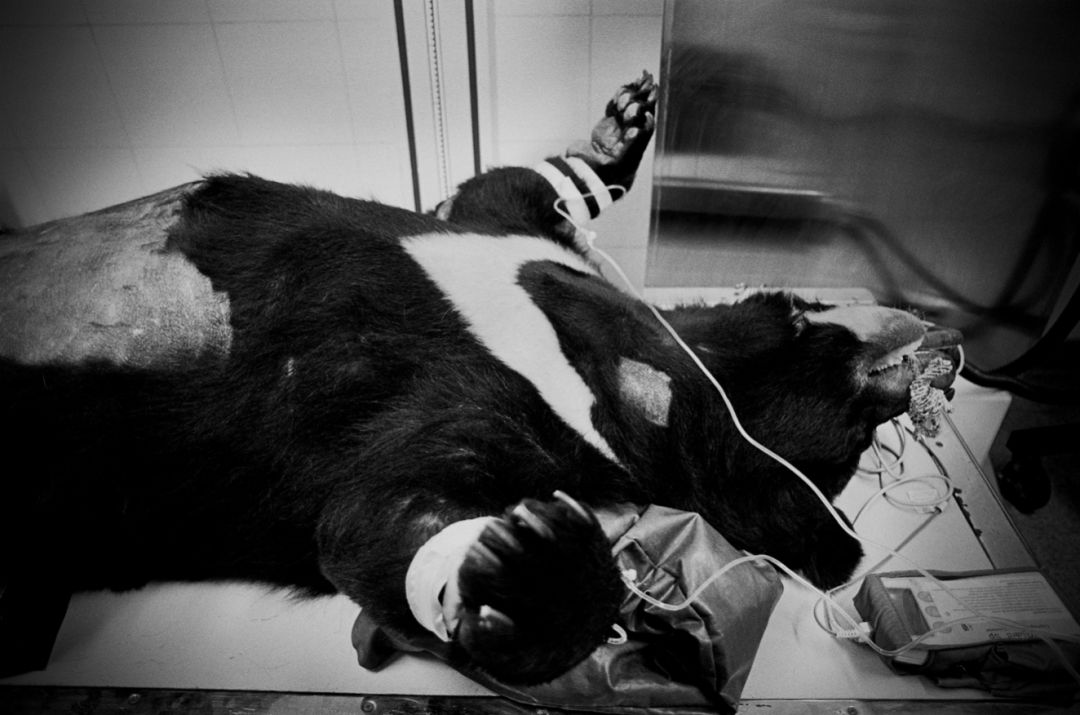 那些因人类的迷信娱乐贪婪，给野生动物带来的苦难