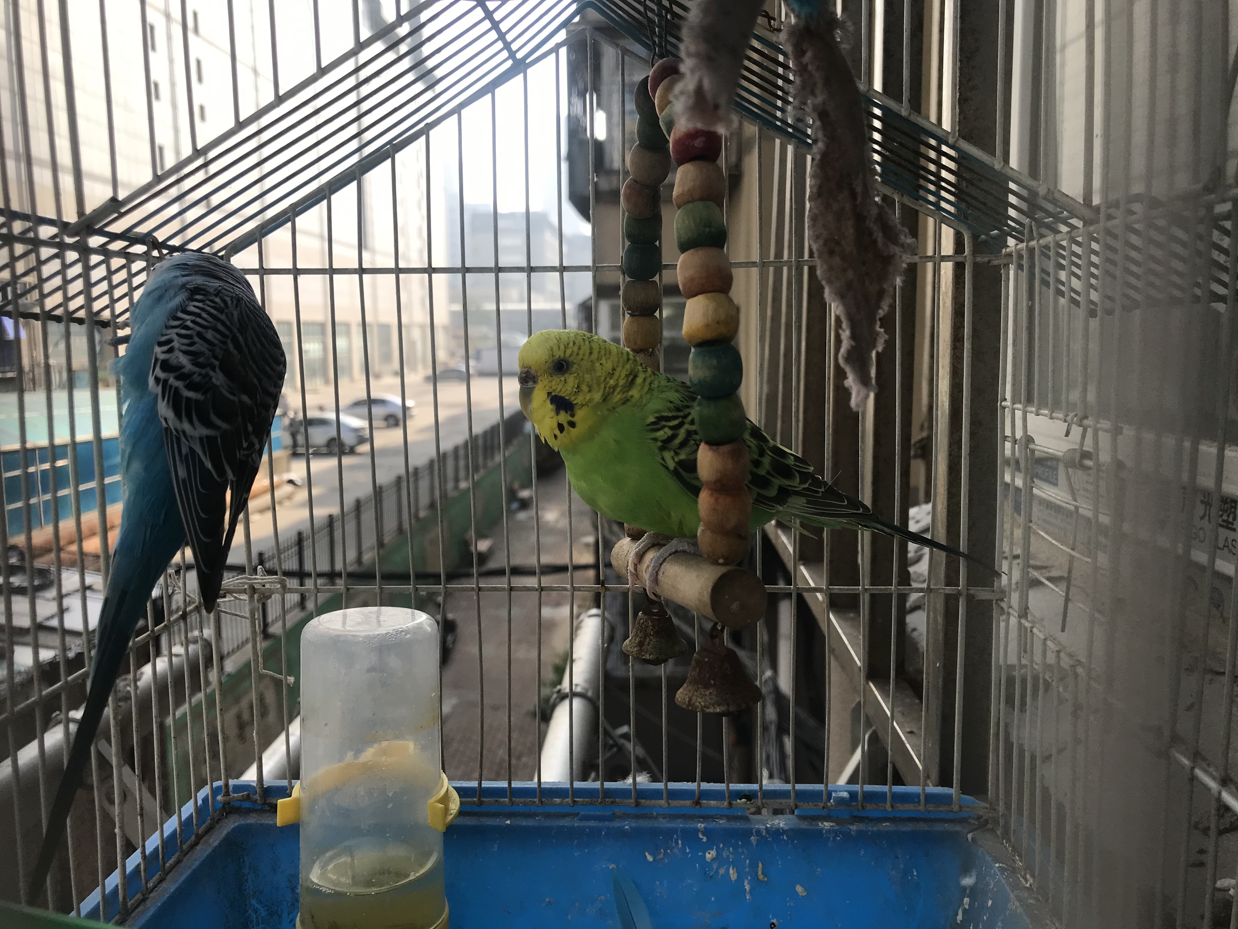 当一个孩童杀死另一个孩童：大连女童被害案罪与罚