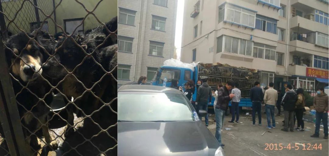 藏獒经济后遗症：当流浪狗多到开始伤人该怎么办