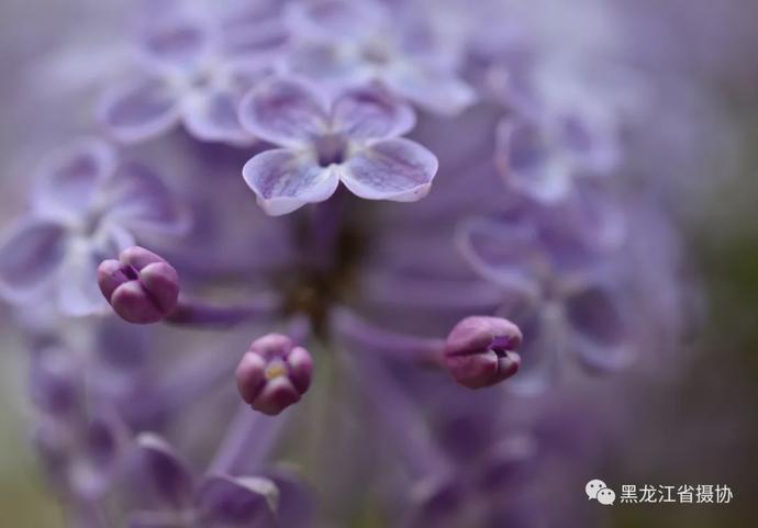 五月的鲜花，开遍龙江大地