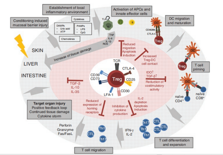 调节性t细胞的免疫抑制机制