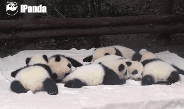 为了学四川话，这个日本姑娘拼了