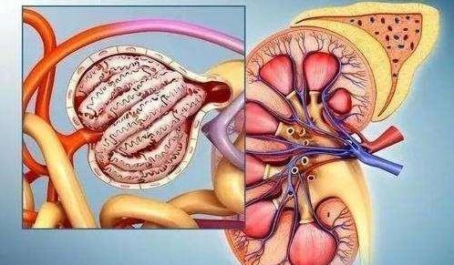 医生:三大护肾攻略,预防尿毒症 一,多喝水 水是生命之源.水