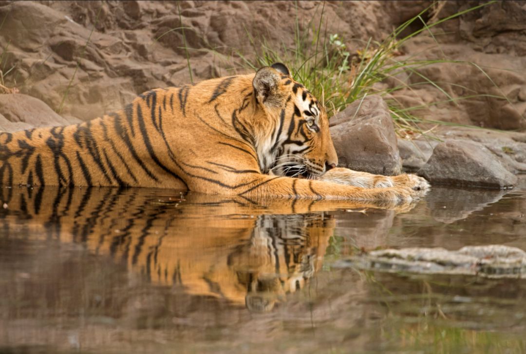 印度夫妻买下140000㎡荒地，倾家荡产就为了活命