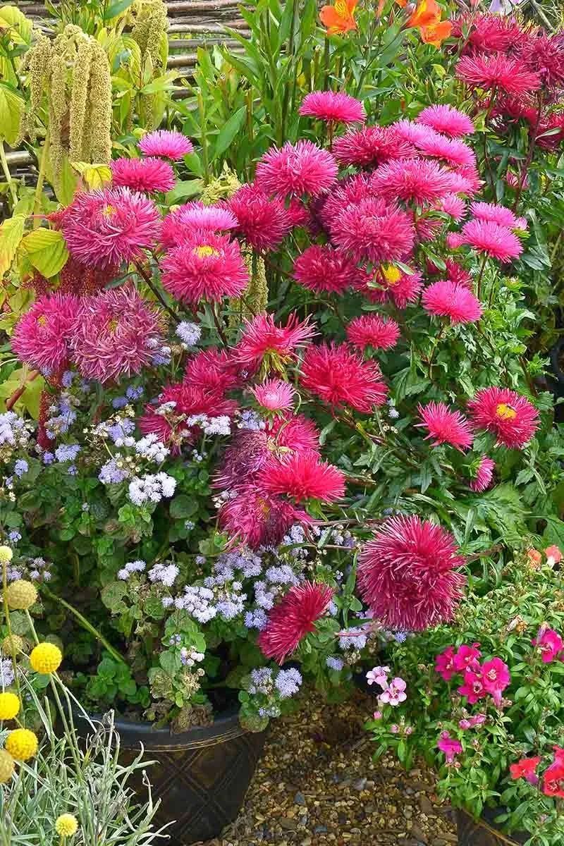 在花盆和院子里种翠菊,被誉为"格桑花"的植物,花朵多又好养