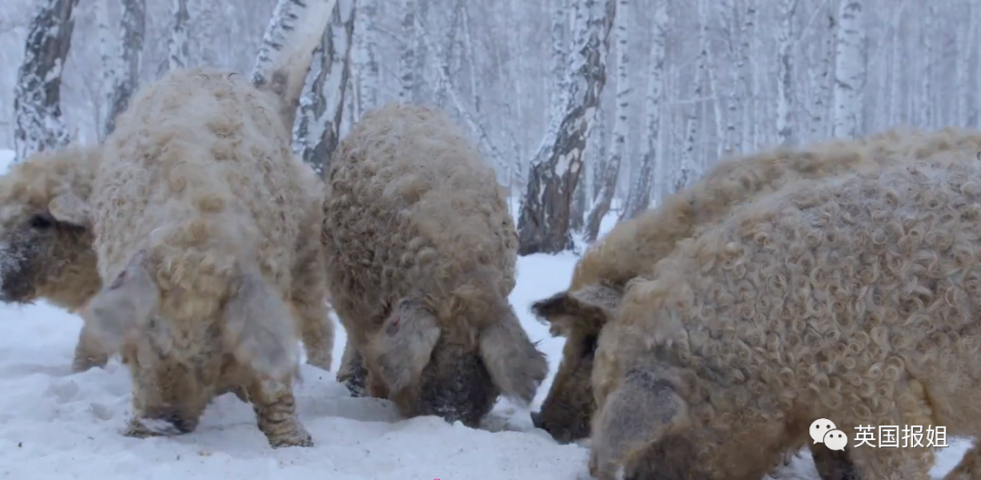 而被人类带到西伯利亚的猪,则长出了浓密的保暖毛——甚至像羊一样!