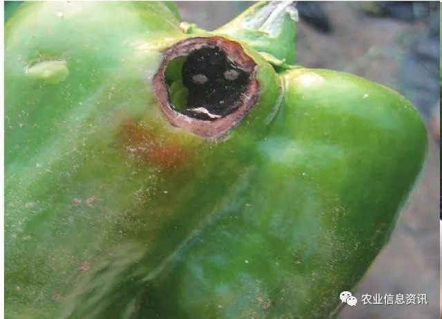 黑斑病的发病盛期是每年的6——8月份,辣椒植株的感病生育期是果实近