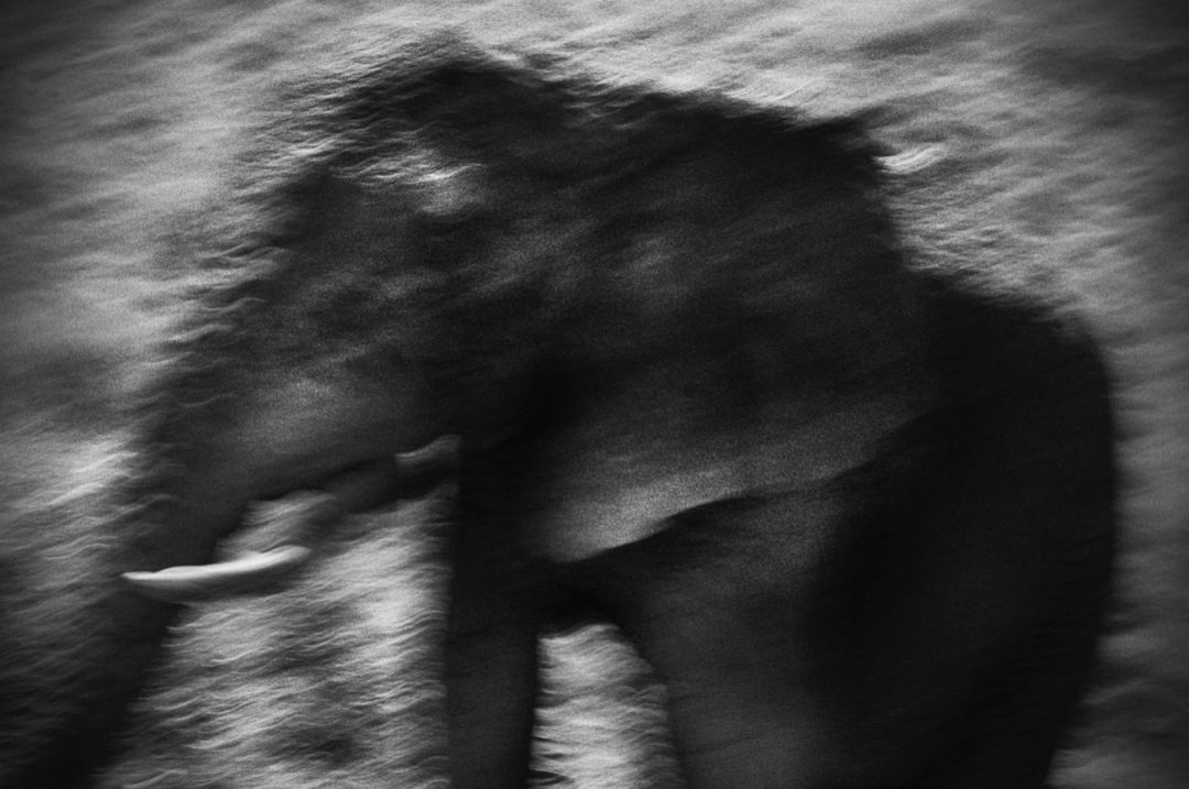 那些因人类的迷信娱乐贪婪，给野生动物带来的苦难