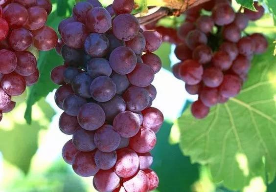 如果可以，一定要去新疆走一走，体会它的千种风情，万种风光（最新发布）