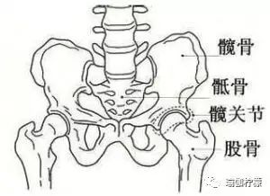 说到这里可能有人有疑惑了,看图片什么坐骨,髋骨都是一块骨头我怎么去