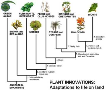 演化还是灭绝：第六次生物大灭绝开始了？