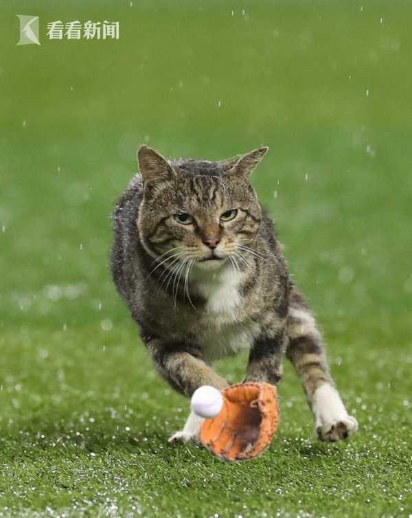 猫咪严肃的表情配上爪子上的棒球手套,令网友忍不住笑称:"其实它是一