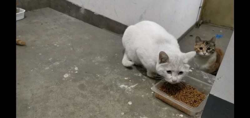 时评：央视猫叫