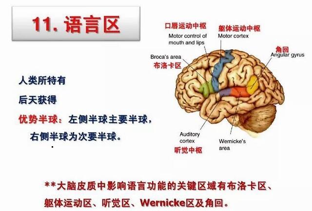 (大脑皮层的语言分区)