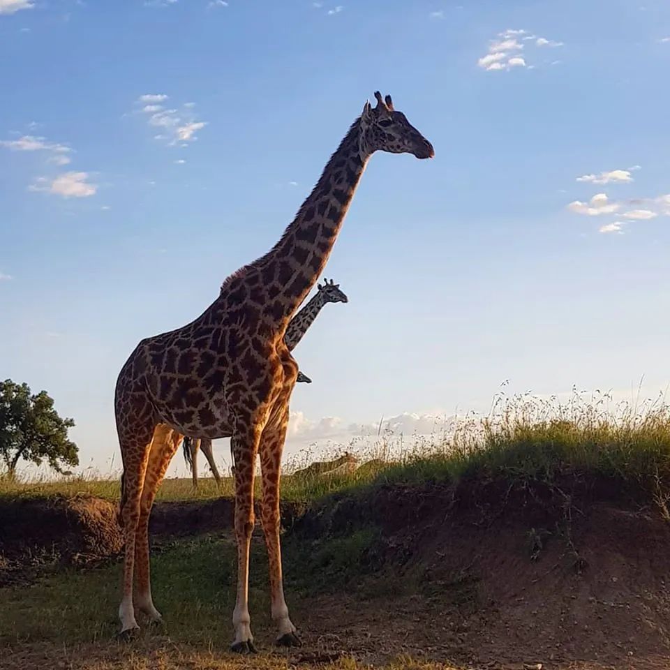 印度夫妻买下140000㎡荒地，倾家荡产就为了活命