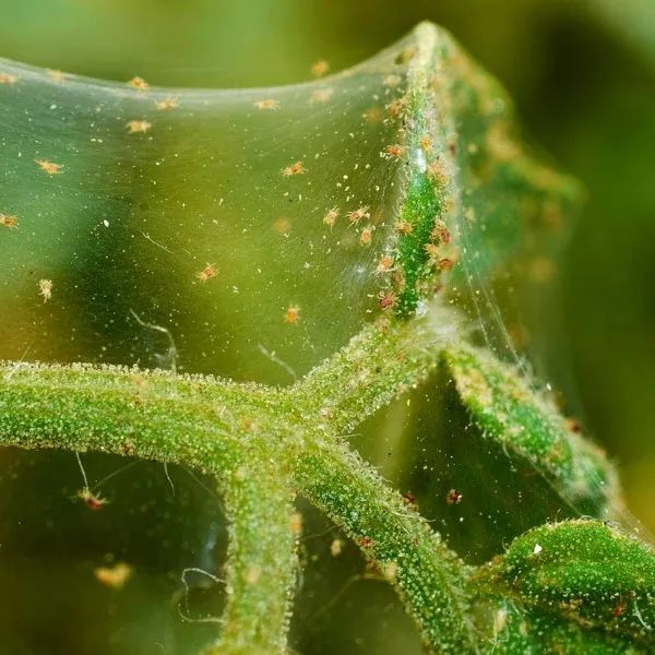 植物上长满红点还有小蜘蛛网那就是讨人厌的红蜘蛛