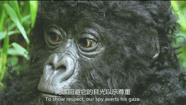 也正是得益于此,摄制团队才拍下有关大猩猩极为珍贵的一幕—— 大