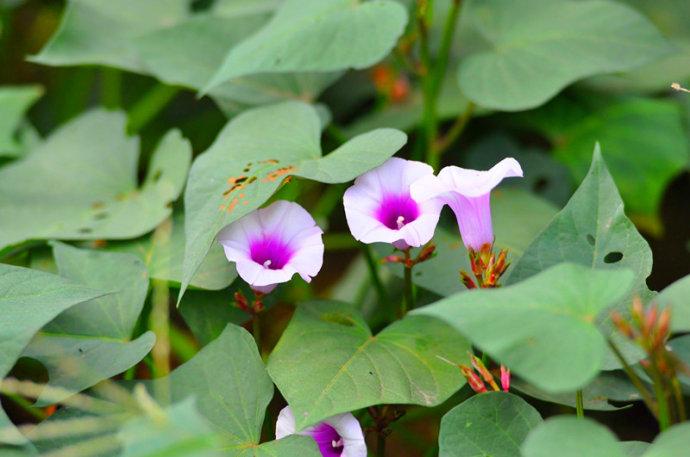 农村老人说:红薯开花是灾年,红薯开花不好吗?看完明白了