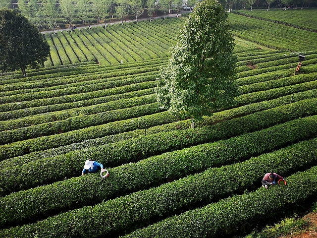 长沙金井:一片茶园,锁一春风月