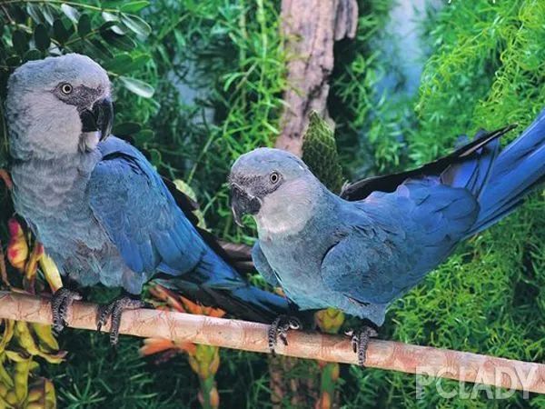 印度夫妻买下140000㎡荒地，倾家荡产就为了活命