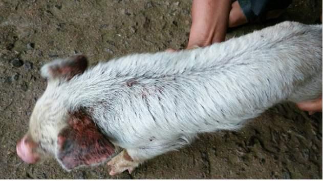 全身披满油脂的保育猪,我们该如何防治这种问题的发生