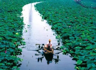 白洋淀景区是国家5a级旅游景区,景区自古就以物产丰富,风景秀丽闻名