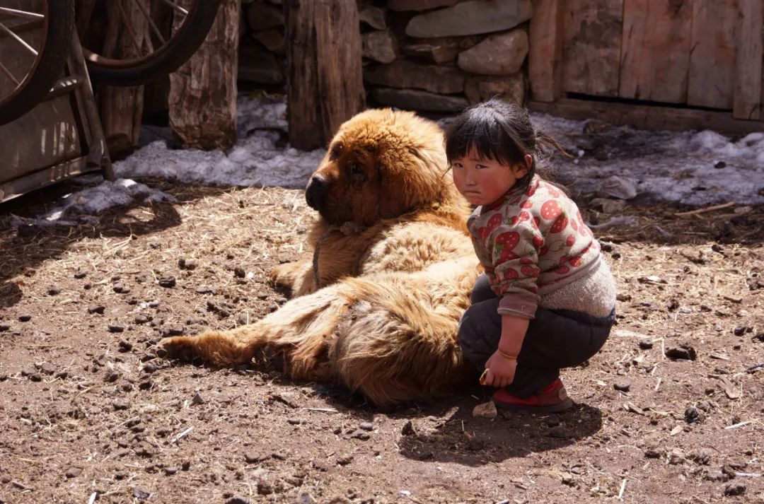 藏獒经济后遗症：当流浪狗多到开始伤人该怎么办
