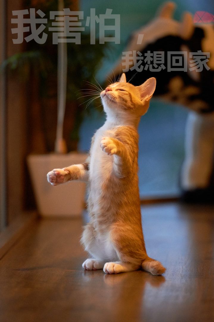 疫情阴影下的北京,需要被拯救的不止是人类