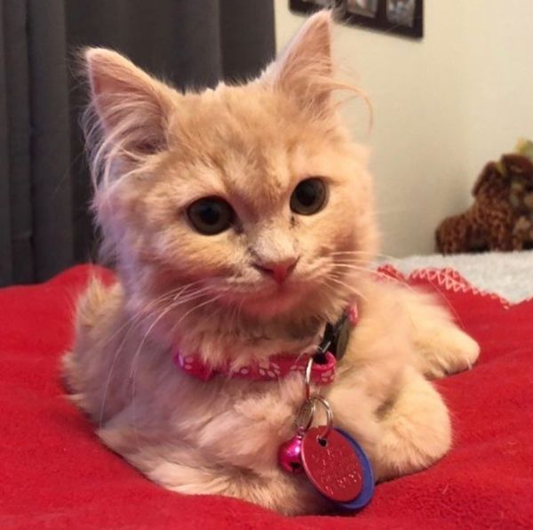 那天夜里，她闯进了陌生人的家……