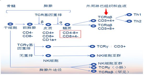 (b淋巴细胞分化发育过程)