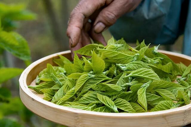 醇香一杯君莫等,春风不复长桑芽