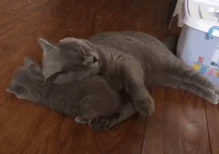 橘猫都是小土匪,奶牛都是神经病?不同花色的猫,性格差异好大