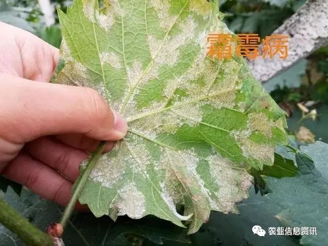 葡萄病害大全,看看你的葡园有没有中招?