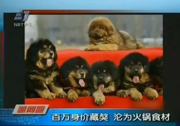 藏獒经济后遗症：当流浪狗多到开始伤人该怎么办